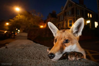 Gallery: Wildlife Photographer of the Year Exhibition highlights Nature at its Best