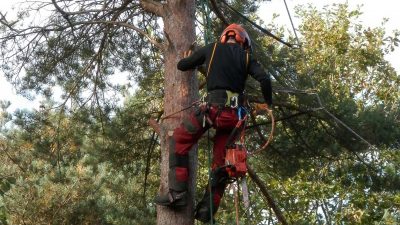 A tree surgeon