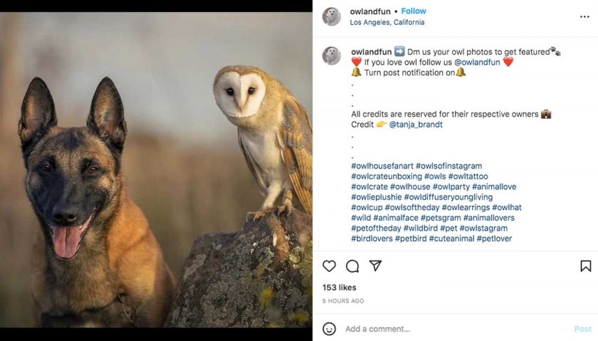 Trending Pet Instagram hashtags 