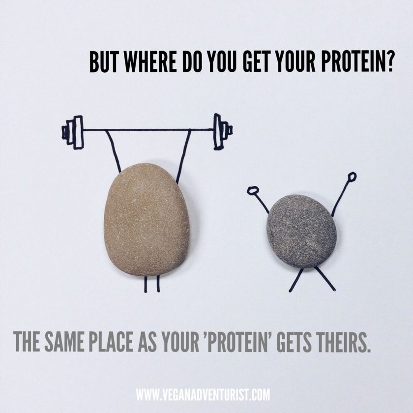 vegan protein meme