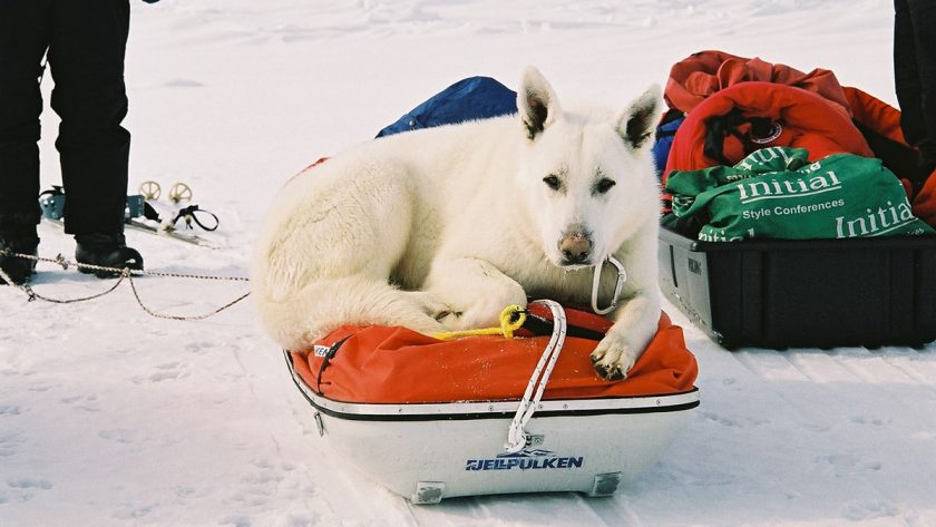 vegan-ice-warrior-3