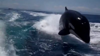 A killer whale jumps out of the water, surrounded by its pod.