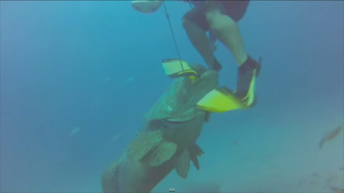 Goliath Grouper bites Diver's Fin off and Steals his fish