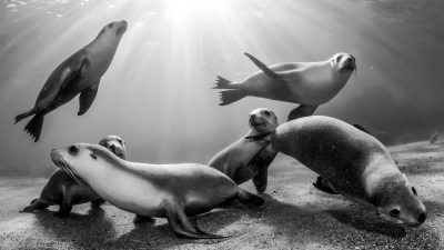 Capturing wildlife photography of sea lions swimming in the ocean.
