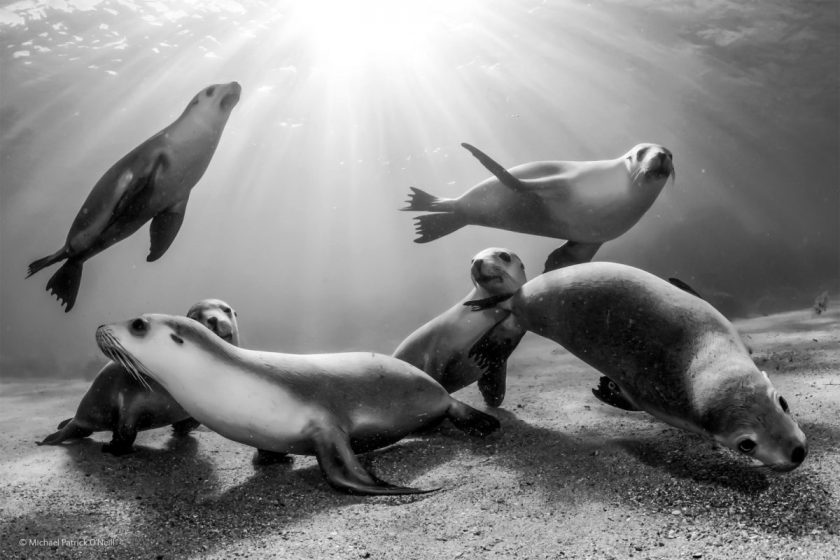 Australian sea lion pups, by Michael Patrick O’Neill, USA / Brazil