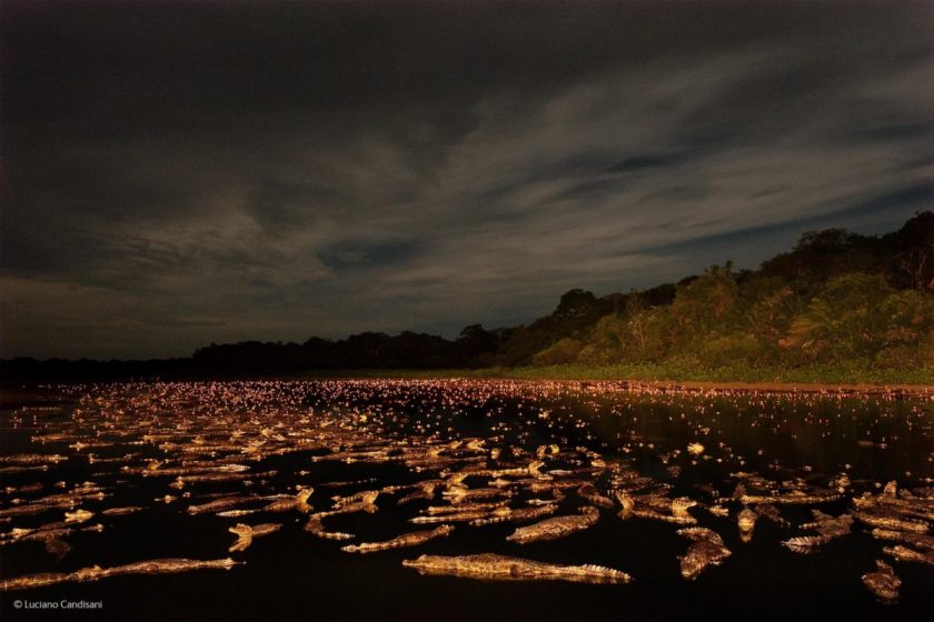 “Caiman Night,” by Luciano Candisani, Brazil