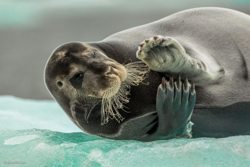 “Flirting Bearded Seal,” by Audun Rikardsen, Norway