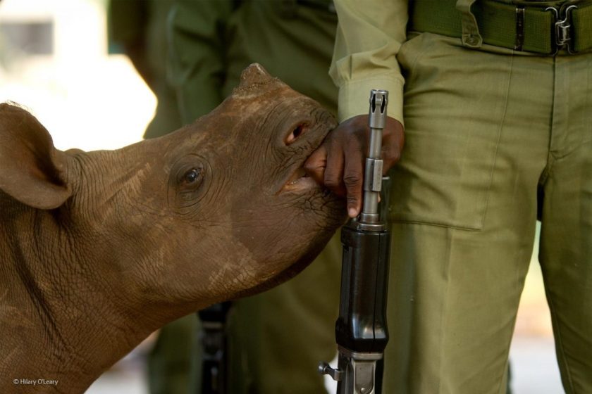 “Innocents Betrayed,” by Hilary O’Leary, Zimbabwe