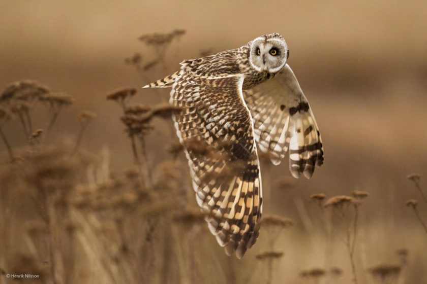 “Shoulder Check,” by Henrik Nilsson, Canada