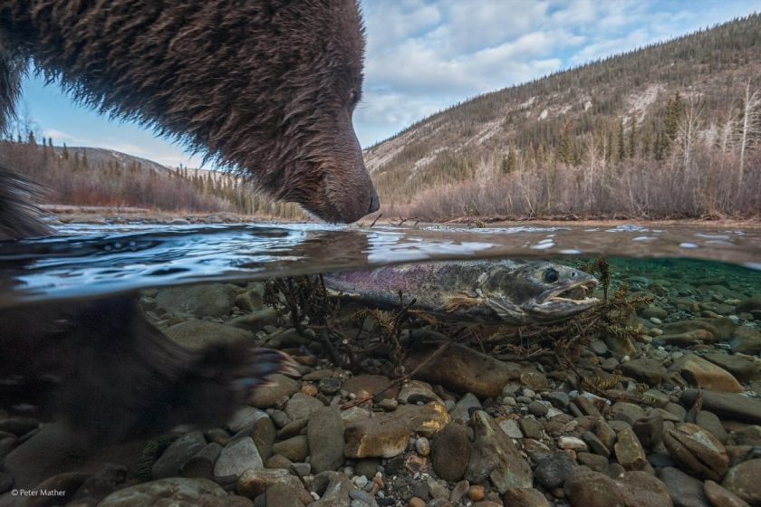 “What’s This?” by Peter Mather, Canada