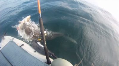 A shark being reeled in by a fishing rod.