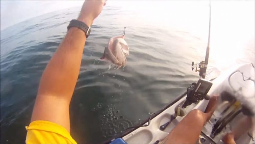 Here's what was left of the grouper afterwards. Screen grab from video.