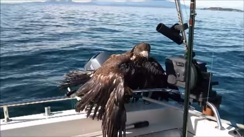 The young bald eagle looking exhausted on board Don Dunbar's boat. Screen grab from video.  