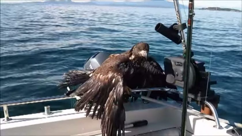 The young bald eagle looking exhausted on board Don Dunbar's boat. Screen grab from video.
