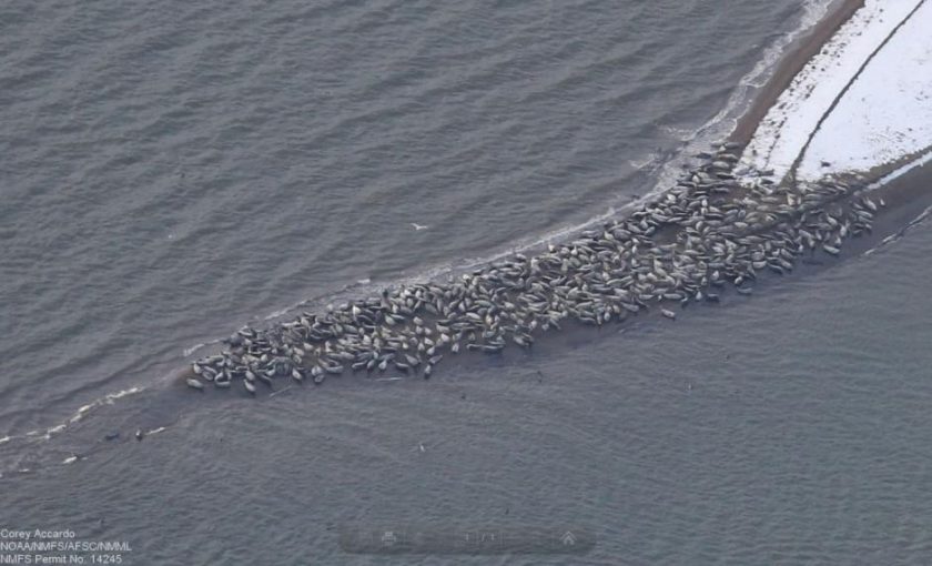 Photo: Corey Accardo/NOAA.