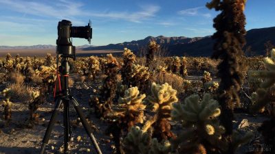 A tripod in the US desert with cactus plants in the background.