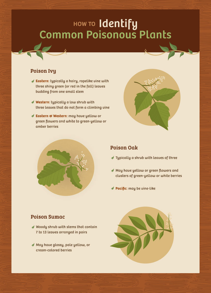 how-to-identify-common-poisonous-plants-1