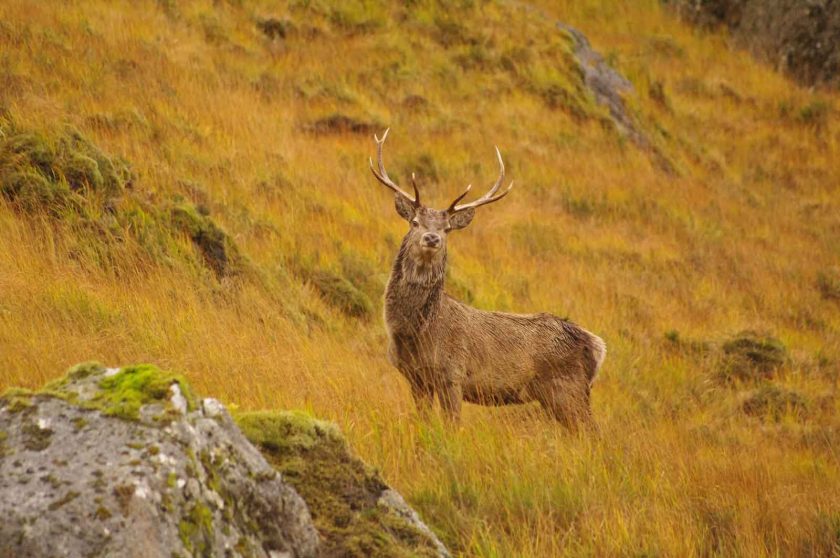 Watching red deer in the rutting season is awesome. Photo: ddh Photos/Flickr