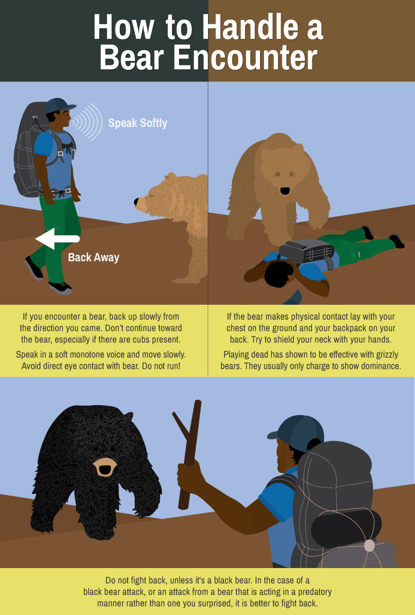 how-to-handle-bear-encounter