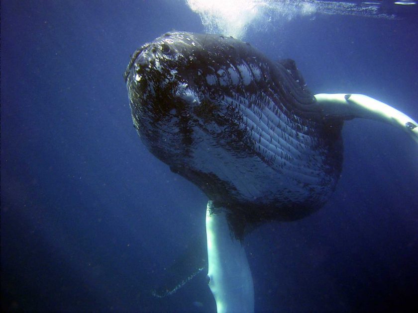 humpback-whale-2