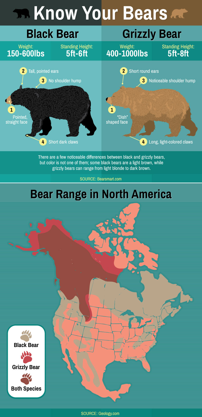 know-your-bears