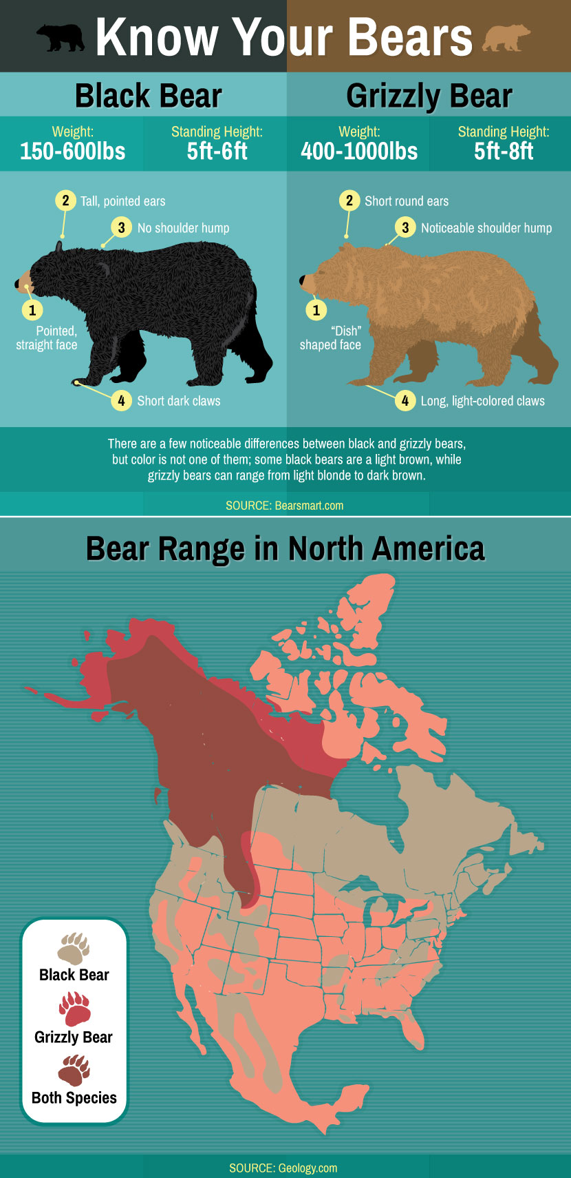 North American Bear 2024 - Esme Ofelia