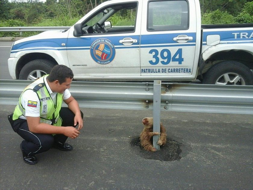 rescued-sloth-ecuador-3