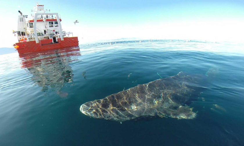 A Greenland shark near the surface after its release from the research vessel Sanna in northern Greenland. Photo: Julius Nielsen/Science