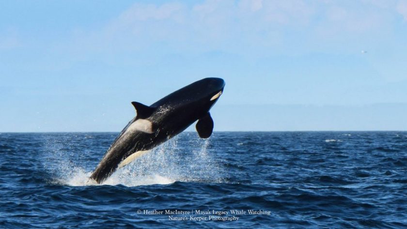 Granny uses her experience and knowledge to find food. Photo: Heather MacIntyre/Nature's Keeper Photography