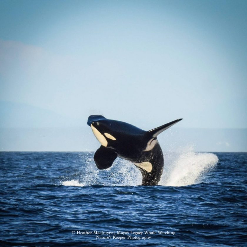 Blackberry, J27, having fun with adopted grandmother, Granny. Photo: Heather MacIntyre/Nature's Keeper Photography