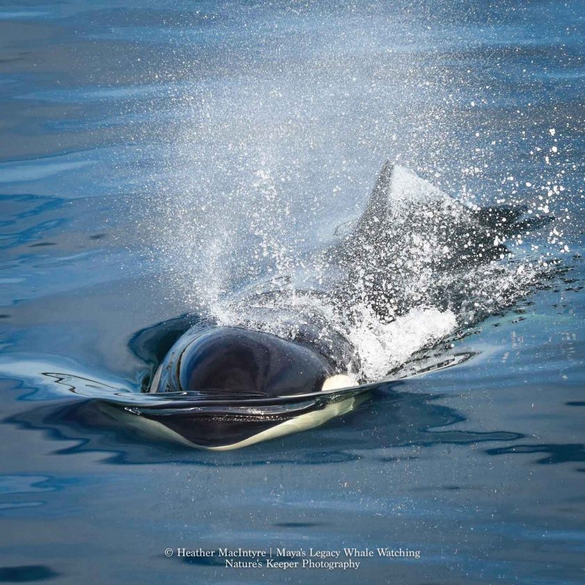 Five-year-old orca, L118 Jade, taken last September.