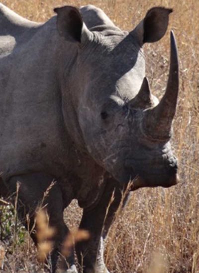 African Rhino. Photo: Nicholas Harvey