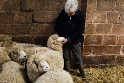 Lesley Prior with some of the Bowmont flock.