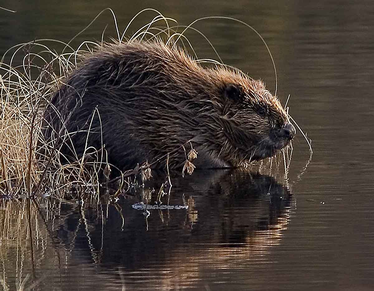 Beavers used to thrive in the UK before being hunted to extinction 400 year...