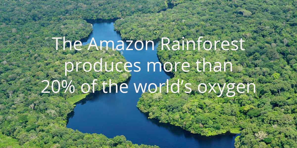 How can we help save the Amazon Rainforest?