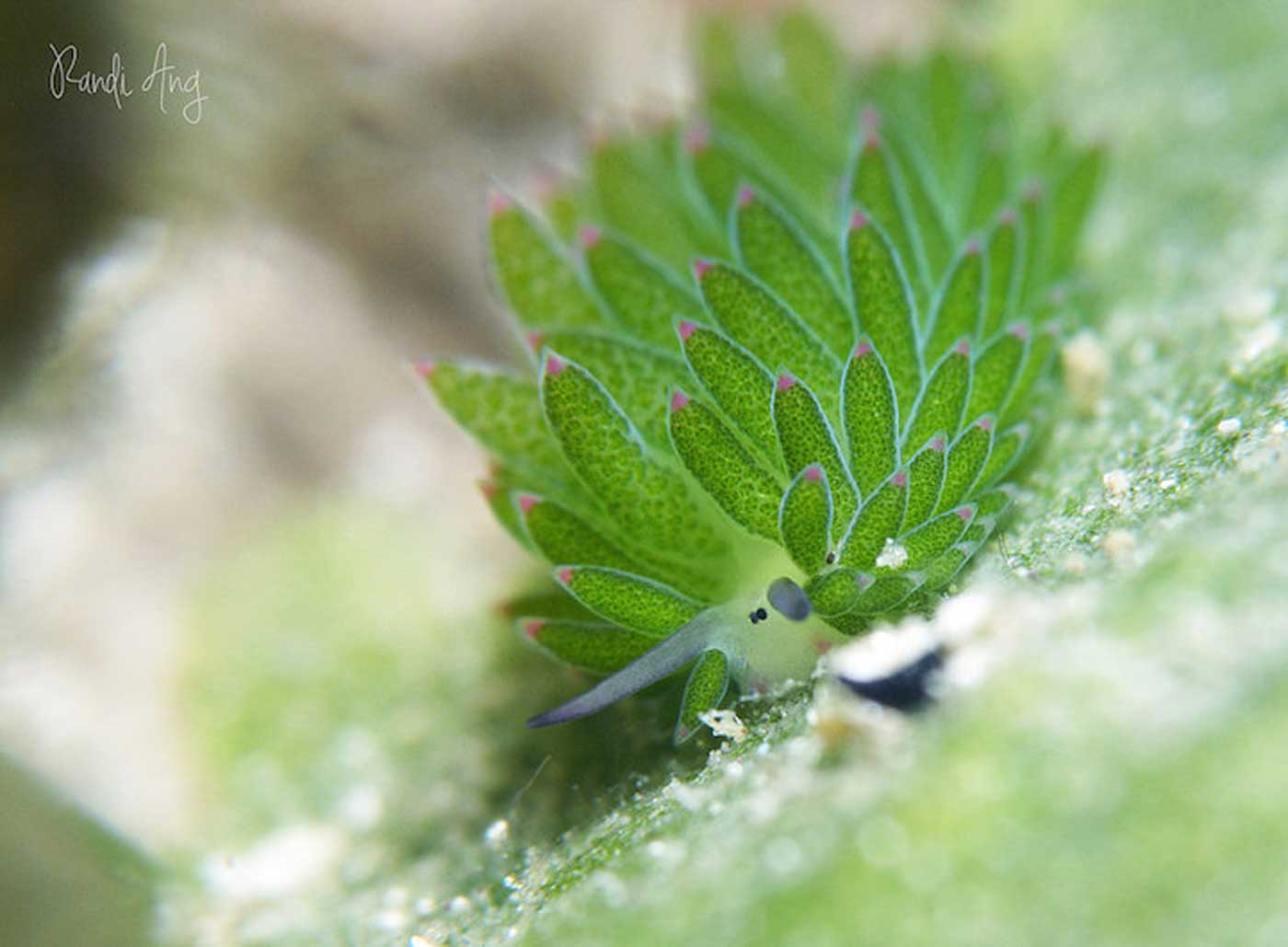 Amazing sea slug eats so much algae it can ‘photosynthesize’