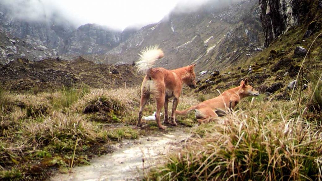 Highland wild dog deals new guinea