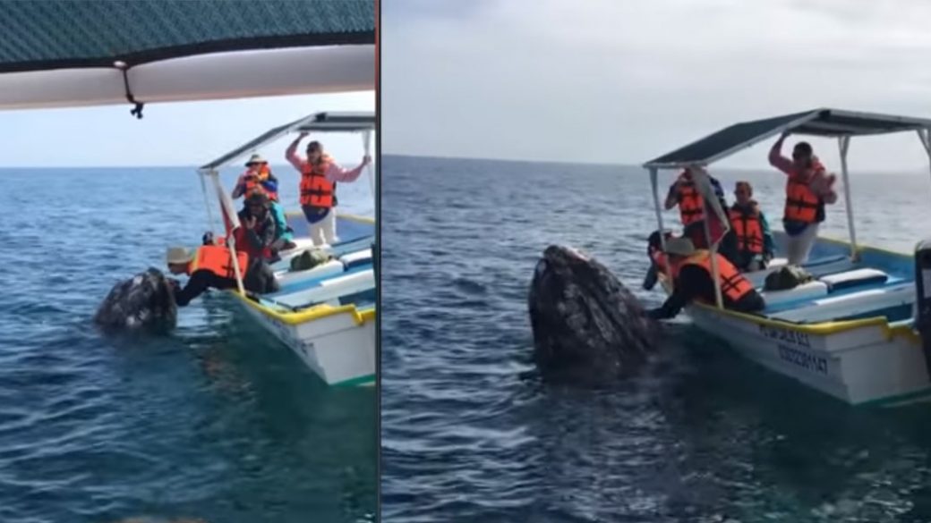 Baby whale pops out of water for a pat and a kiss from a tourist