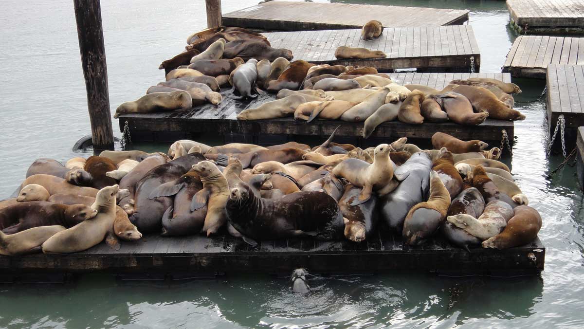 Experts caution people to respect wildlife boundaries after video of