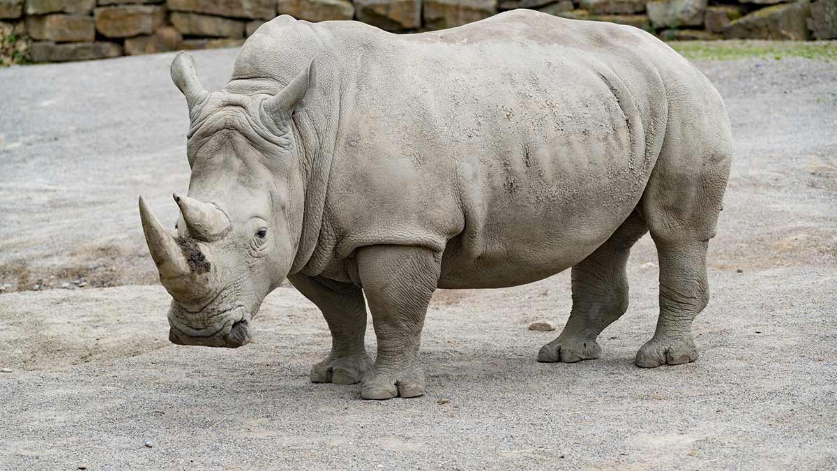 northern white rhinoceros extinct northern white rhinoceros extinct