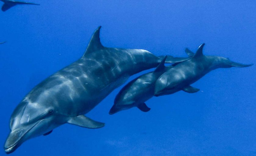 Bottlenose dolphin observed adopting a melon-headed whale calf