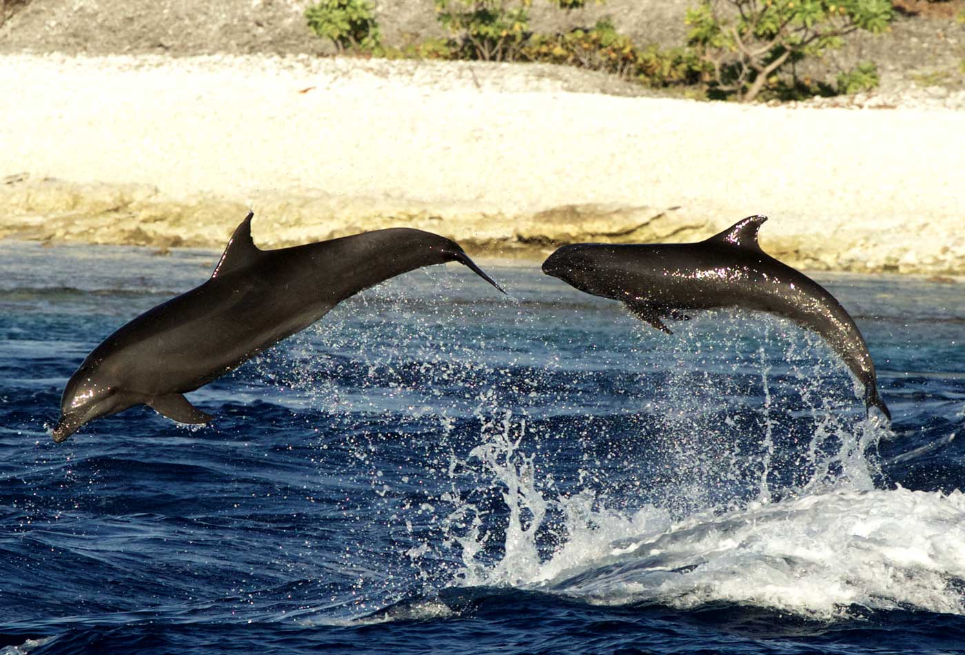 Bottlenose dolphin observed adopting a melonheaded whale calf