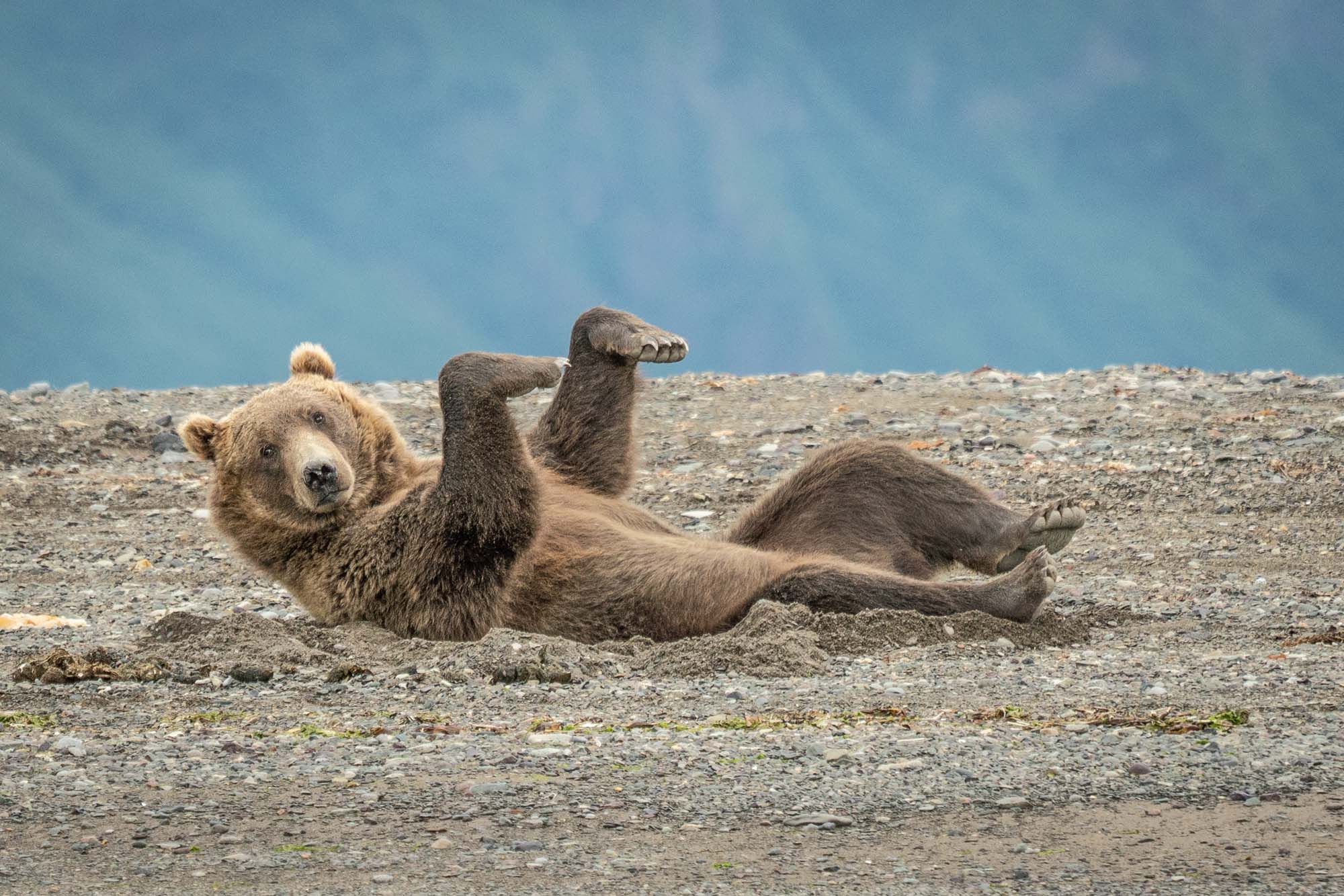 Wildlife photos. Веселые животные. Животные приколы. Забавные фото животных. Самые смешные звери.