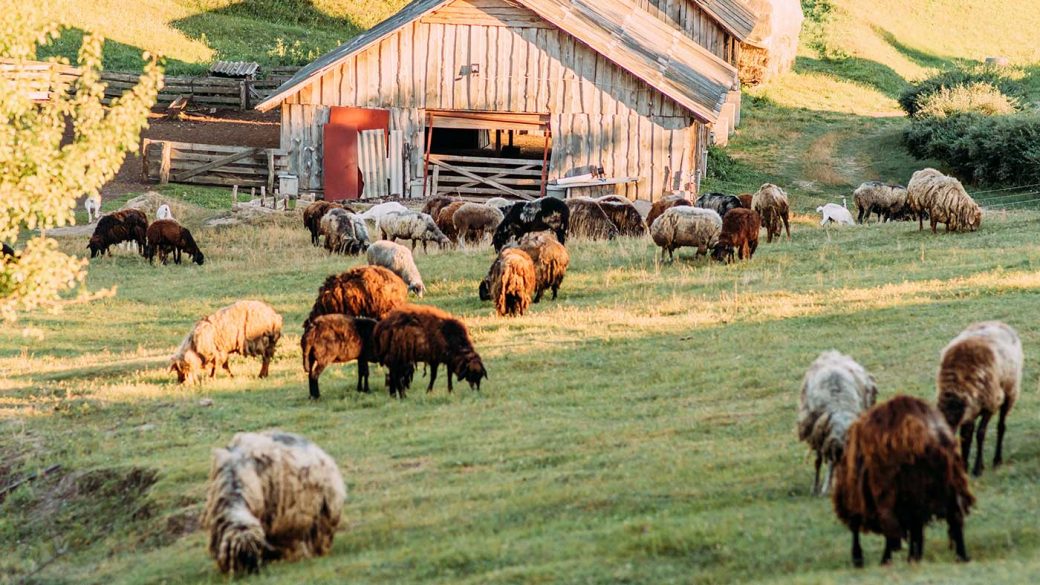 Sheep grazing on a hillside in front of a barn