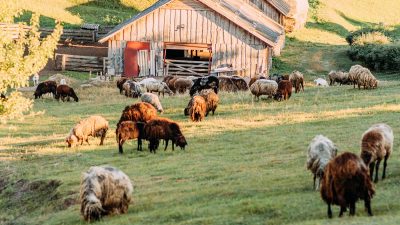 Sheep grazing on a hillside in front of a barn