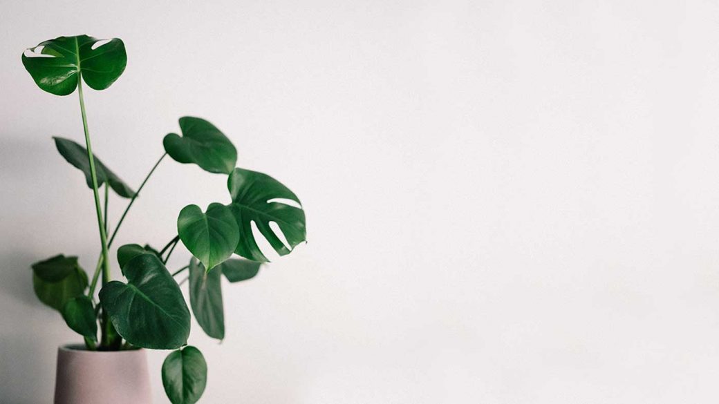House plant against white wall