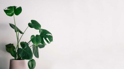 House plant against white wall