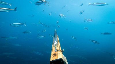 Diver spearfising in a shoal of fish