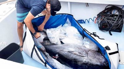 Fisherman storing his catch in a fish bag to keep it fresh
