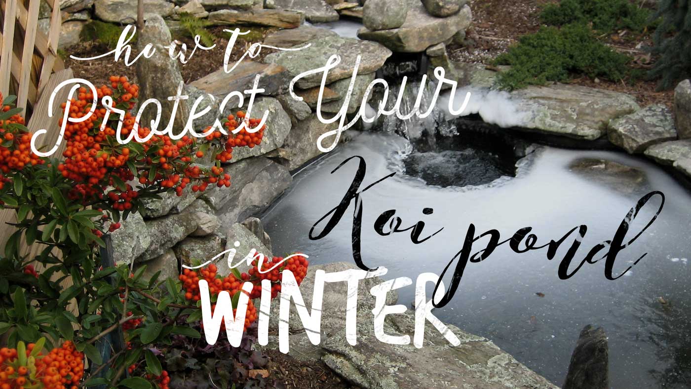 A few preparation tips to protect your koi pond in the winter